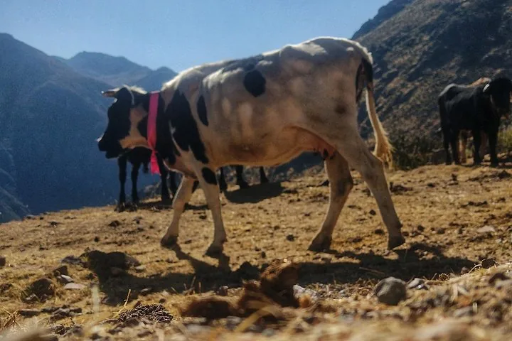 Schwarz-weiße Kuh mit rosa Halsband in einer Berglandschaft.