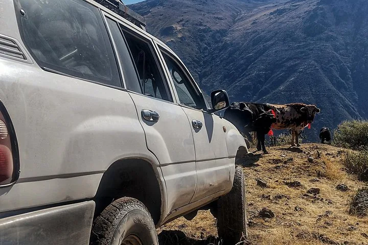 SUV blanco estacionado en un camino de tierra con vacas pastando cerca de las montañas.